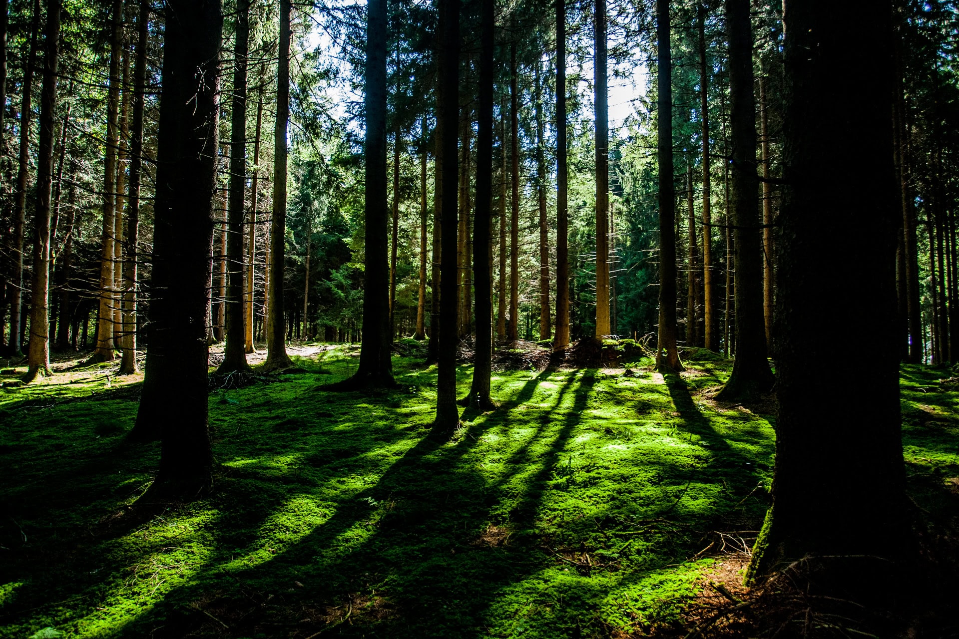 wald