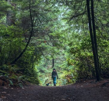 Spaziergang im einheimischen Wald