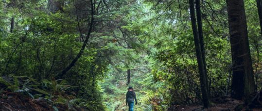 Spaziergang im einheimischen Wald