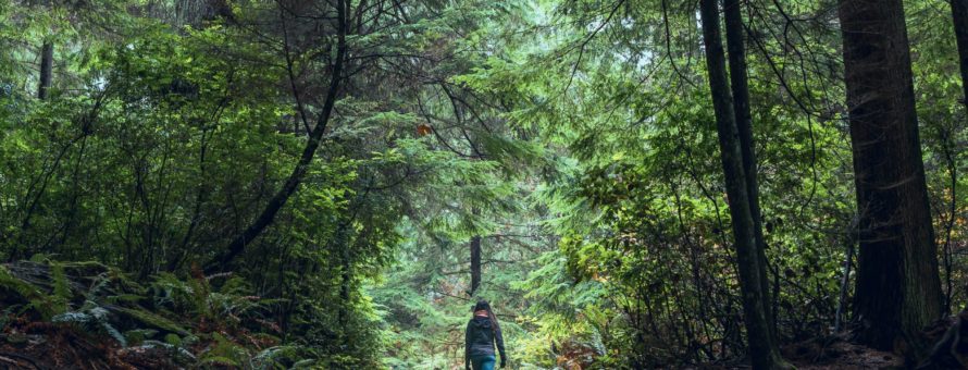 Spaziergang im einheimischen Wald