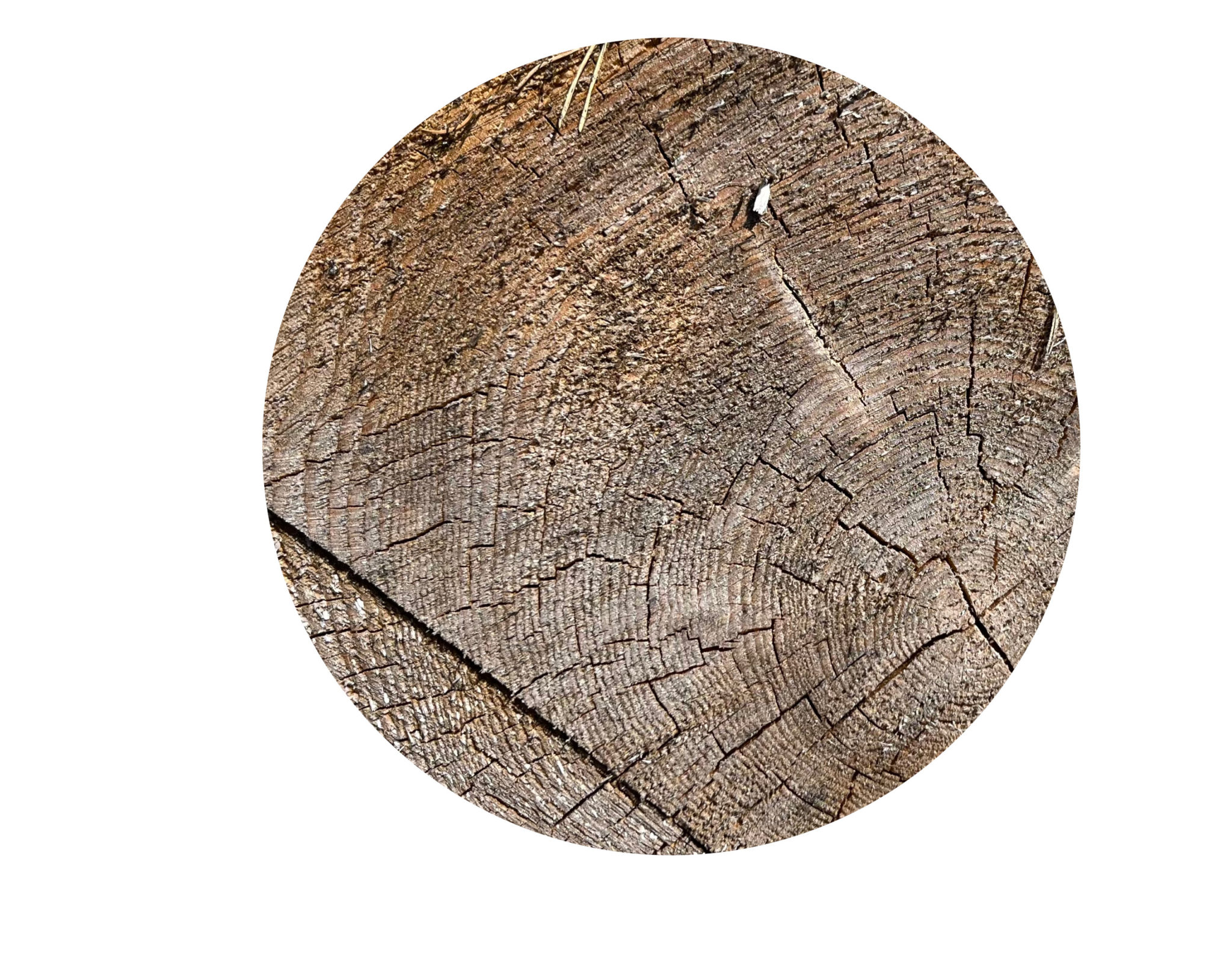 Stehendes Lamm Aus Ahornholz – Handgemachtes Bauernhof-Spielzeug Von Ackermann, 100% ökologisch & Made In Germany